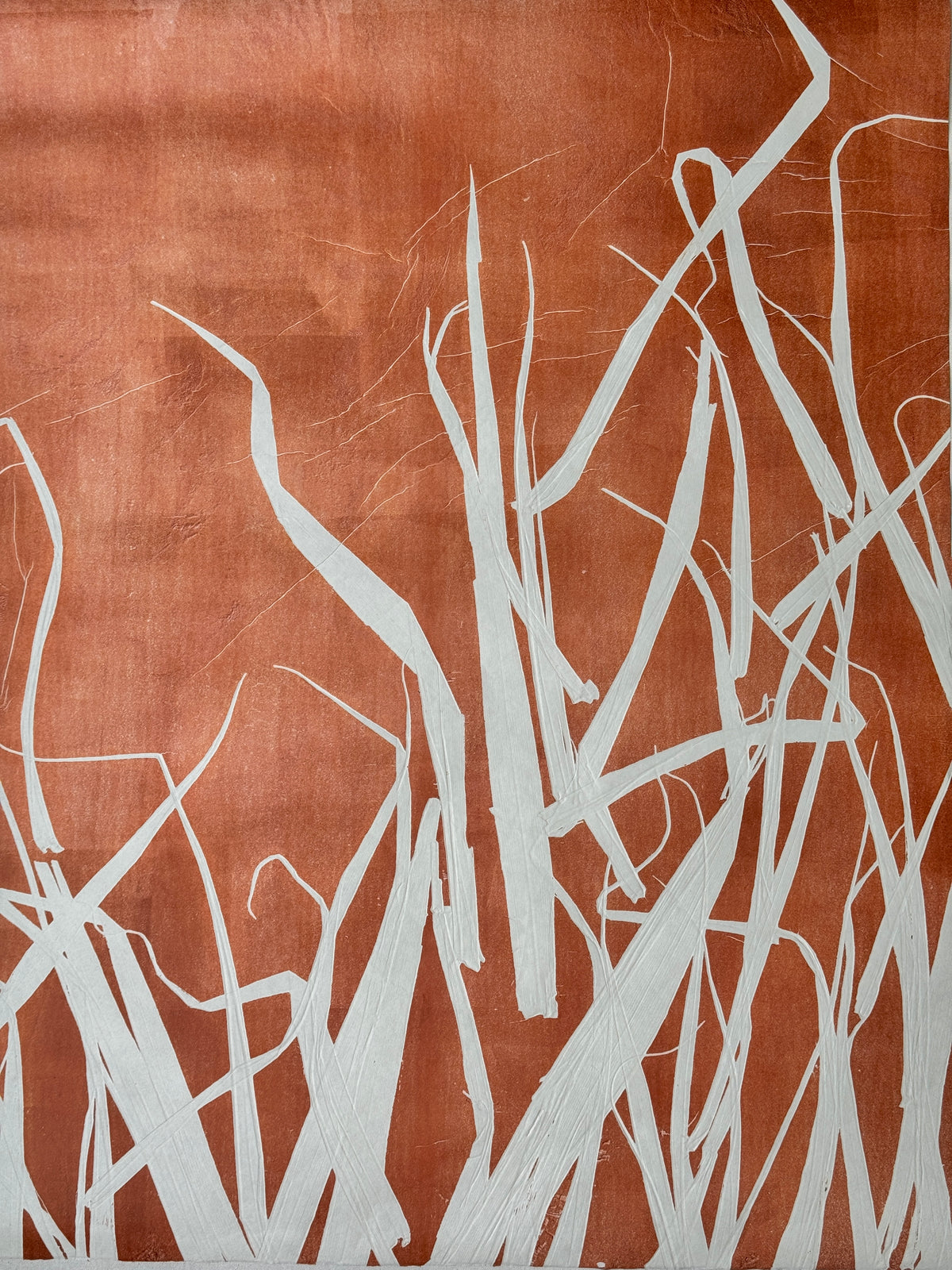 Arundo Donax, Burnt Red
