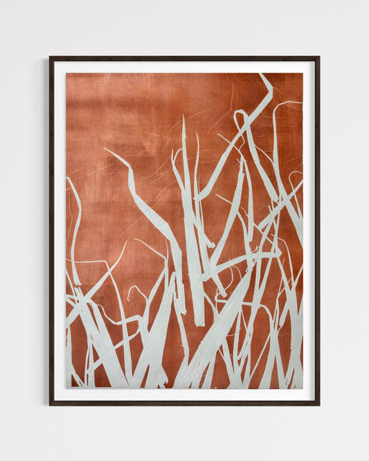 Arundo Donax, Burnt Red