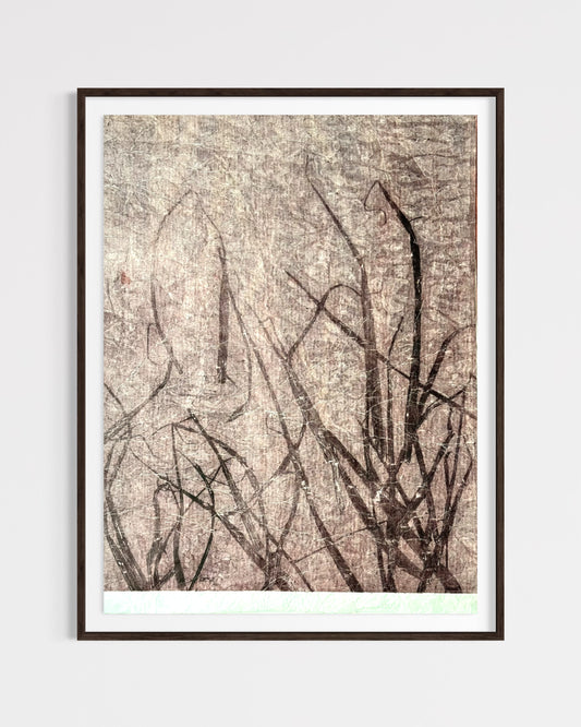 Arundo Donax, Ghost